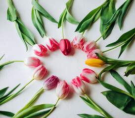 Heart of fresh tulips arranged on white background