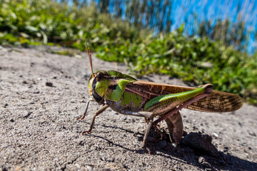 Close-up of a colorful grasshopper, with an unfocused natural background. 
