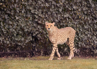 Cheetah Acinonyx Jubatus walking against green background
