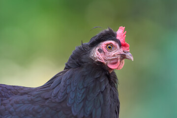 Close up of a black chicken