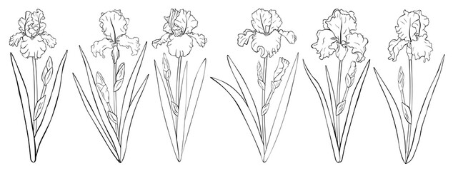 Set flowers Irises graphics black and white colors botanical vector illustration