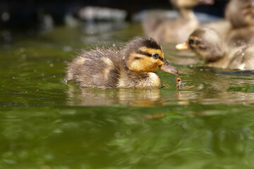 New born ducklings in water