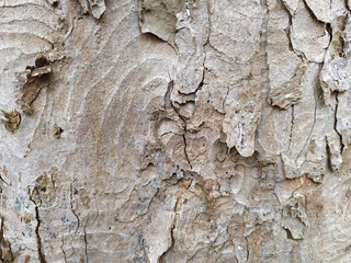 Natural background and ecological background shows a beautiful tree bark with fine natural structures and patina, cracks and rough surface as organic ecosystem for bugs and insects in nature