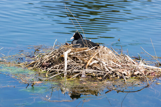Female Eurasian coot or common coot nesting in the middle of a pond