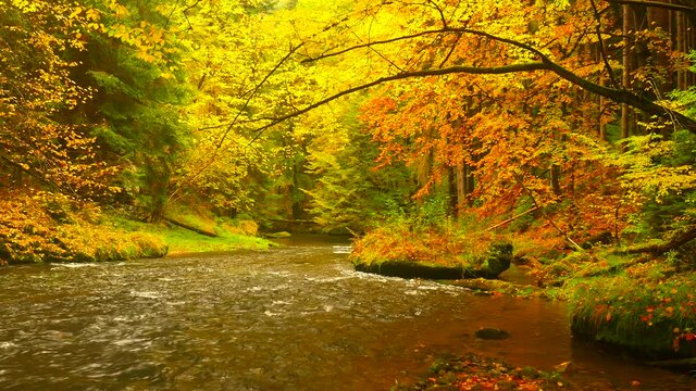 Multicolored fall forest above the surface of a slightly mountain stream. Breathtaking view of natural scenery and pure nature.
