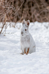 Snowshoe hare sitting in the snow. Adorable animal with mostly a white coat and brown feet. January 2020 in Canada. © Karen Hogan