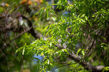 Bright, Green Oval Leaves