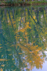 POPULUS - CHOPO, Hoz del Júcar, Cuenca, Castilla - La Mancha, Spain, Europe