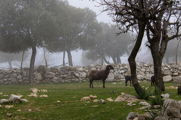 herd of sheep Likya Way