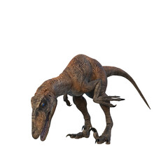 Deinonychus dinosaur feeding. 3D illustration isolated on white background.