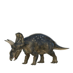 Grazing Nedoceratops dinosaur, originally know as Diceratops. 3D illustration isolated on white background.