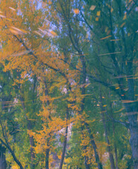 POPULUS - CHOPO, Hoz del Júcar, Cuenca, Castilla - La Mancha, Spain, Europe