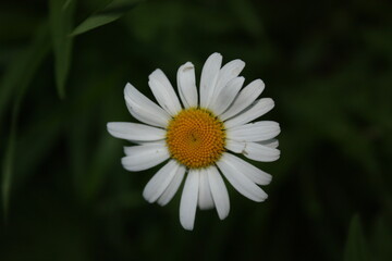 white daisy flower