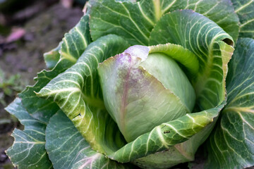 Ripening cabbage head field with pointed cabbage as growing of vegetables in organic quality and...