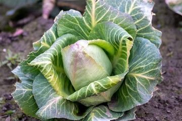 Ripening cabbage head field with pointed cabbage as growing of vegetables in organic quality and organic restrictions for healthy nutrition and vegetarian or vegan life style in food and garden style