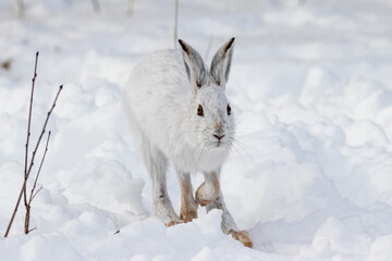 Snowshoe hare hopping through the snow. All white winter scene with the white hare on the white snow.