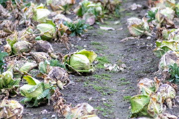 Fototapeta premium Ripening cabbage head field with pointed cabbage as growing of vegetables in organic quality and organic restrictions for healthy nutrition and vegetarian or vegan life style in food and garden style