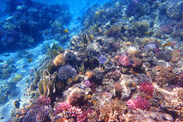 Fototapeta na wymiar coral sea in the egypt