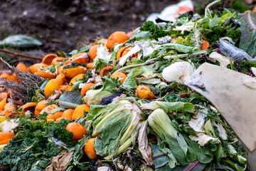 Rests of oranges and cabbage are composted on a compost heap for gardening and new plants in spring...