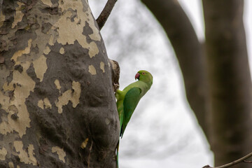 Ring-necked parakeets breeding in a breeding burrow in a tree with nesting hole in a tree trunk to lay eggs for little fledglings with green feathers and a red beak as exotic parrots and exotic birds