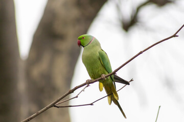 Ring-necked parakeets breeding in a breeding burrow in a tree with nesting hole in a tree trunk to lay eggs for little fledglings with green feathers and a red beak as exotic parrots and exotic birds