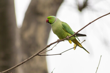 Ring-necked parakeets breeding in a breeding burrow in a tree with nesting hole in a tree trunk to lay eggs for little fledglings with green feathers and a red beak as exotic parrots and exotic birds