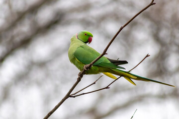 Ring-necked parakeets breeding in a breeding burrow in a tree with nesting hole in a tree trunk to lay eggs for little fledglings with green feathers and a red beak as exotic parrots and exotic birds