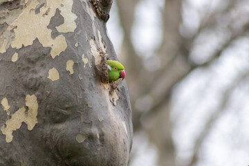 Ring-necked parakeets breeding in a breeding burrow in a tree with nesting hole in a tree trunk to lay eggs for little fledglings with green feathers and a red beak as exotic parrots and exotic birds