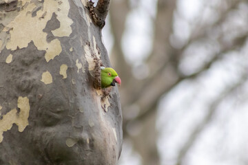 Ring-necked parakeets breeding in a breeding burrow in a tree with nesting hole in a tree trunk to lay eggs for little fledglings with green feathers and a red beak as exotic parrots and exotic birds