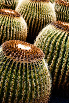 Close-up Of Succulent Cactus