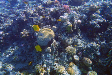 Fototapeta na wymiar coral sea in the egypt