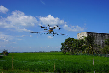 Agriculture drone fly to sprayed fertilizer on the paddy fields at Alor Setar, Kedah.     