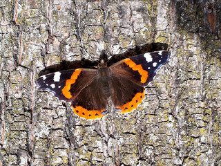 Red admiral butterfly (Vanessa atalanta ) with colorful wings on a wooden background, Closeup 