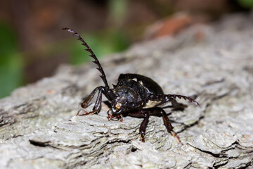 Prionus coriarius (the sawyer), of the family Cerambycidae.
