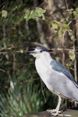 Black-Crowned Night Heron on a Wooden Platform