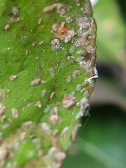 Symptoms on citrus scales on leaves  an thier natural enemy fungi.