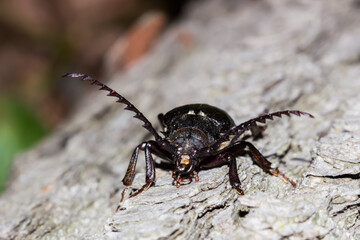 Prionus coriarius (the sawyer), of the family Cerambycidae.