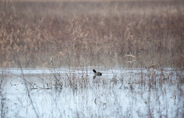 Coot Duck Swimming