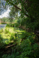 The wetland in Samara rgion, Russia.