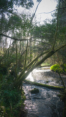 Bosque junto a arroyo en Asturias