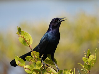 boat tail grackle