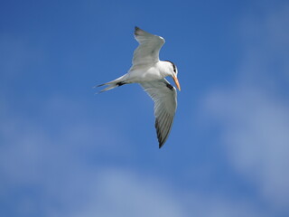 seagull hovering in sky for a fish