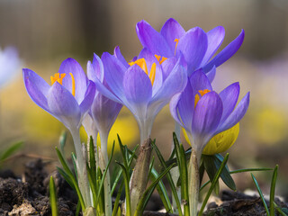 Detailreiche Aufnahme von einer gruppe Krokusse die auf einer Frühlingswiese blühen.