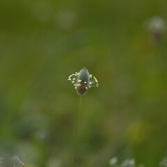 Flora of Gran Canaria -  Plantago lagopus, Hare's Foot Plantain, natural macro floral background