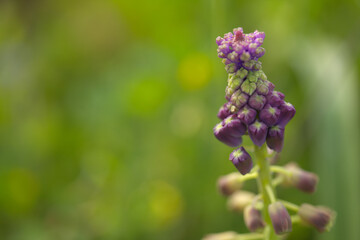 Flora of Gran Canaria -  Leopoldia comosa, tassel hyacinth natural macro floral background
