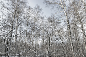 Snow in forest Birch