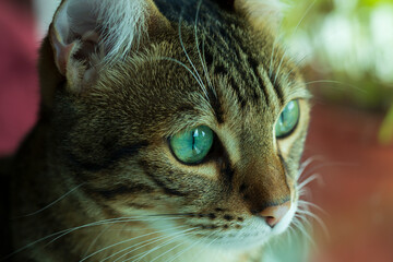 Fototapeta premium close up portrait of a cat, green eyes