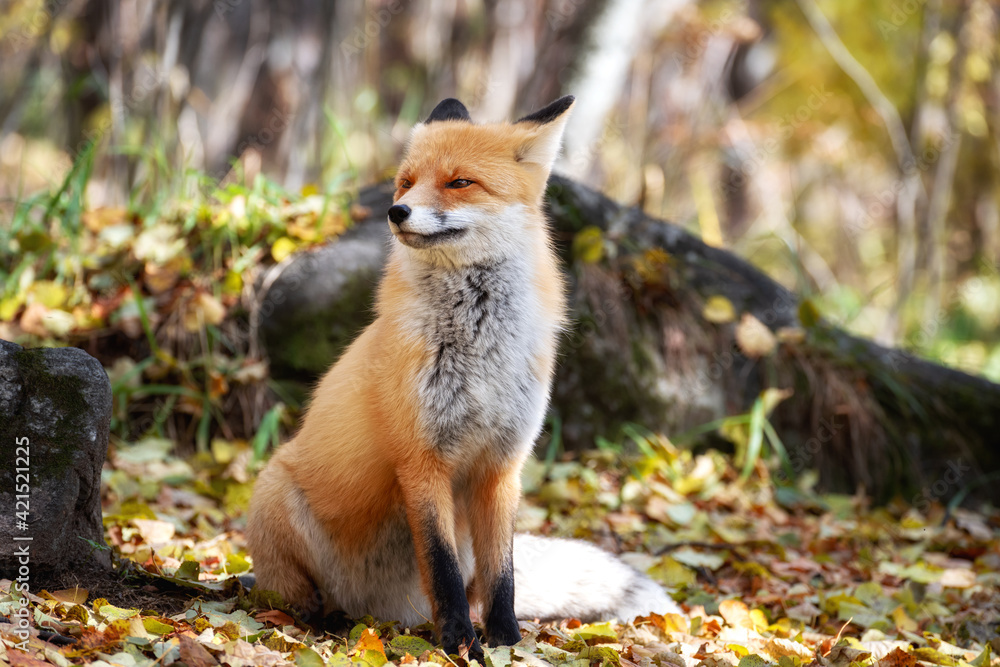 Wall mural fox looking out through the trees in the mystical forest in autumn