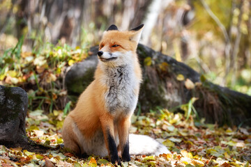 fox looking out through the trees in the mystical forest in autumn
