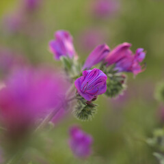 Flora of Gran Canaria - Echium plantagineum natural macro floral background
